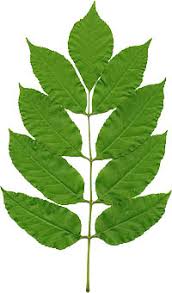 Leaf